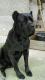   / Cane Corso  