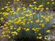  Helichrysum Italicum,   Helichrysum Italicum()         .