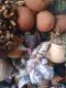 +256776880745 POWERFUL MOST EFFECTIVE VOODOO LOST LOVE SPELL CASTER FLORIDA USA