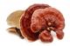 buy reishi mushroom capsules  Telegram ID:......Chemcen