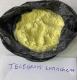 Buy Isotonitazene, Etonitazene,Protonitazene, Iso, Fast Shipping (Telegram: lunachem)